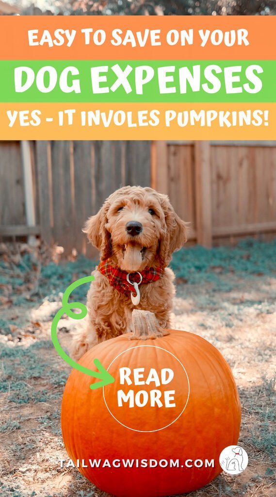 happy pup knows how pumpkin can cut dog costs