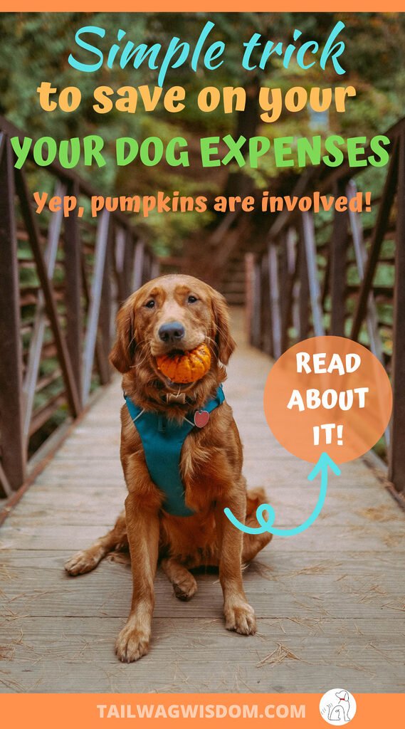 happy dog loves pumpkin and knows how pumpkin can cut dog costs