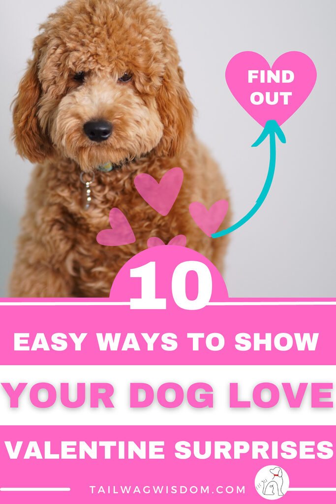 a cute cockapoo mix is ready to celebrate a dog happy valentines day