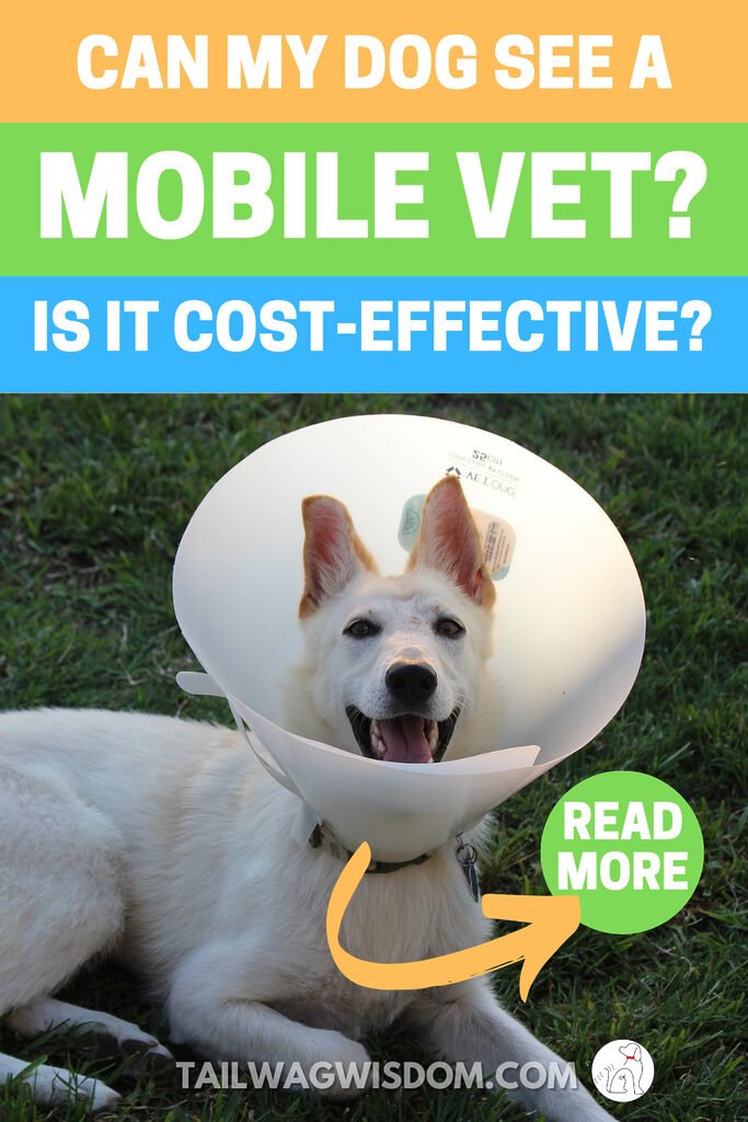 white dog in a cone waits to receive mobile vet services