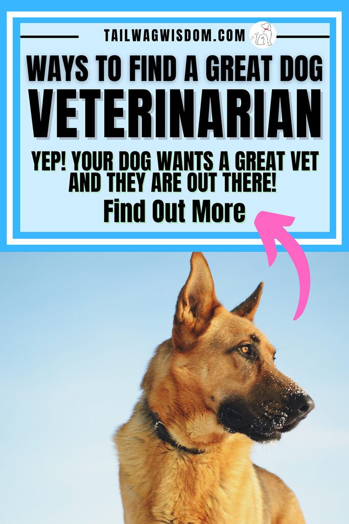 a german shepherd knows how to find the best vet