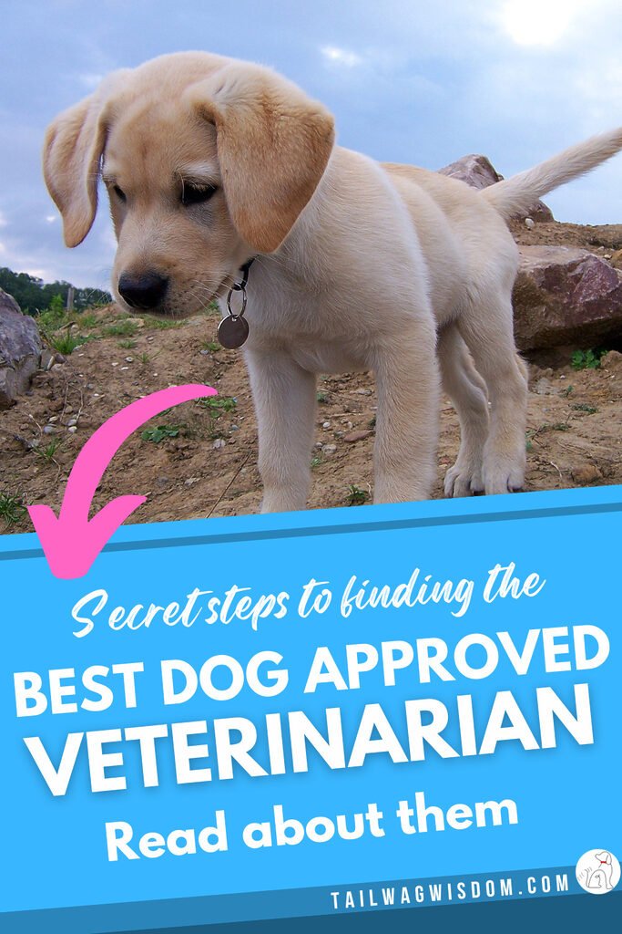 a cute puppy looks to find the best vet