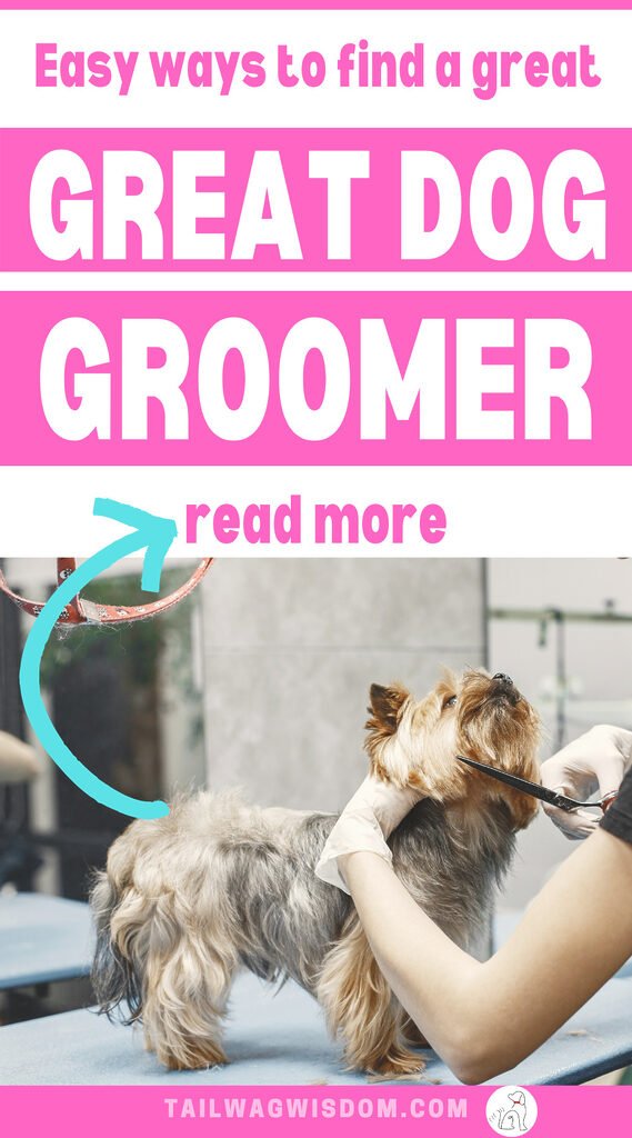a cute yorkie enjoys a trim from the best dog groomer