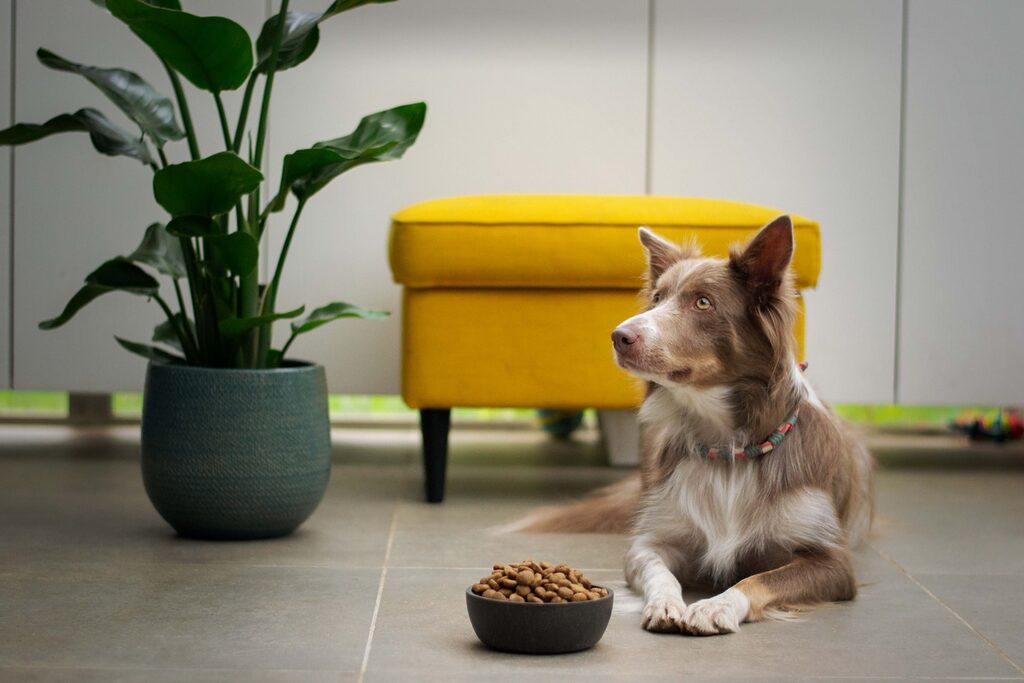 a cute dog sits by his food bowl as his dog parents wonder is overfeeding a dog harmful