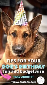 10 Ways To Celebrate Your Dogs Birthday On The Cheap 🎂🎉🐶
