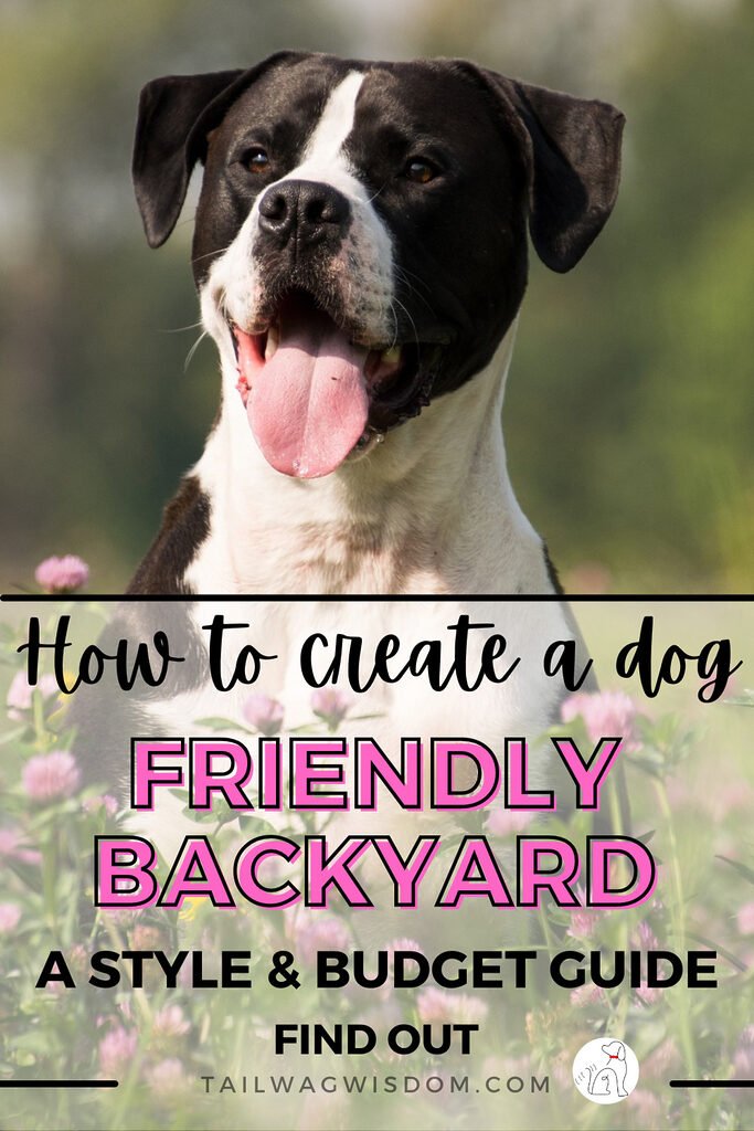 a cute dog enjoys a beautiful dog friendly backyard that was created on a budget