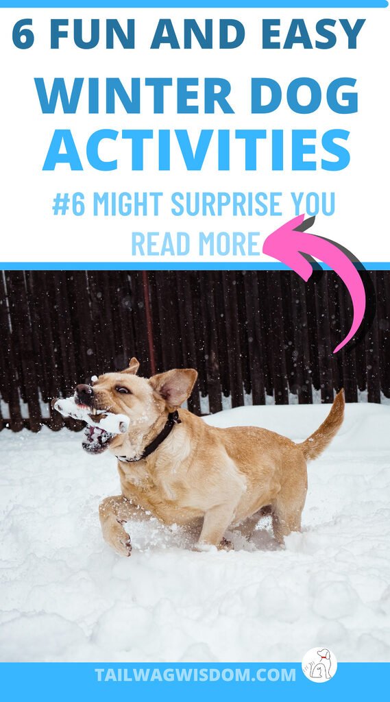 a dog plays in the snow as an example of how to have fun with dog winter activities