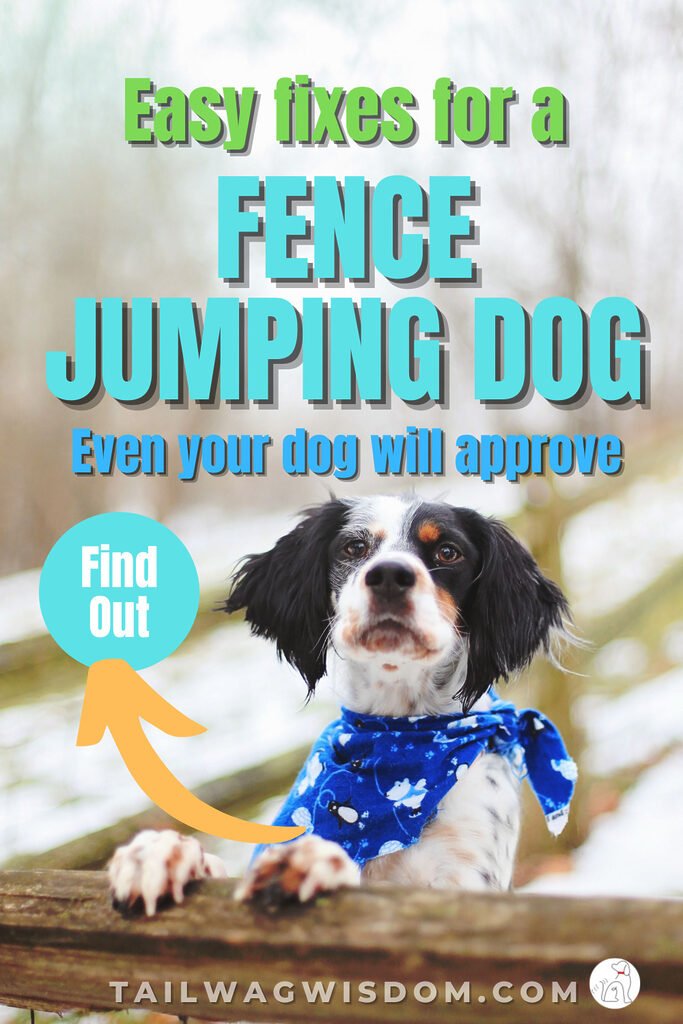 A cute dog looks for his chance to show off his dog fence jumping abilities. 