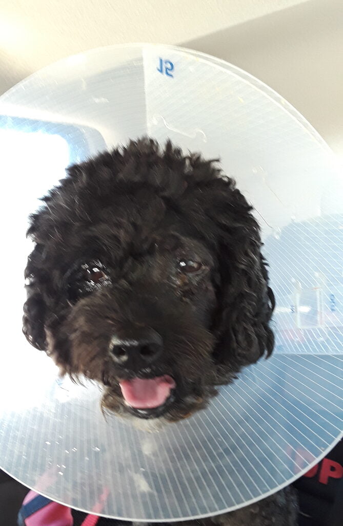 Henry in his cone after his attack. This is what got me thinking about a dog emergency fund.