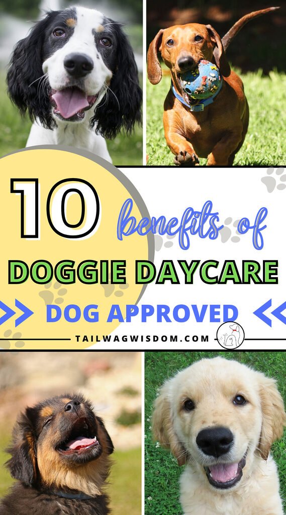 a small dog pack is ready to enjoy the doggie daycare benefits