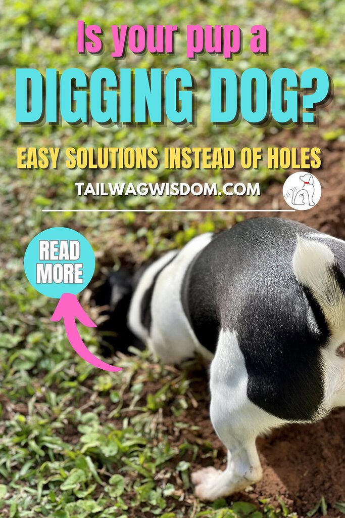 a dog yard digging solution has not hit this pup or his dog parents as he enjoying digging his hole