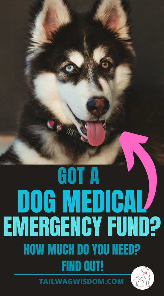 an adorable husky puppy is happy is pet parents have a dog emergency fund set up for him