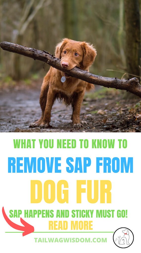 a cute dog plays in the forest and gets tree sap on his fur luckily his dog parents just learned how to remove sap from your dogs fur