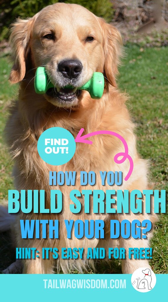 cute dog is excited to do strength training with dogs