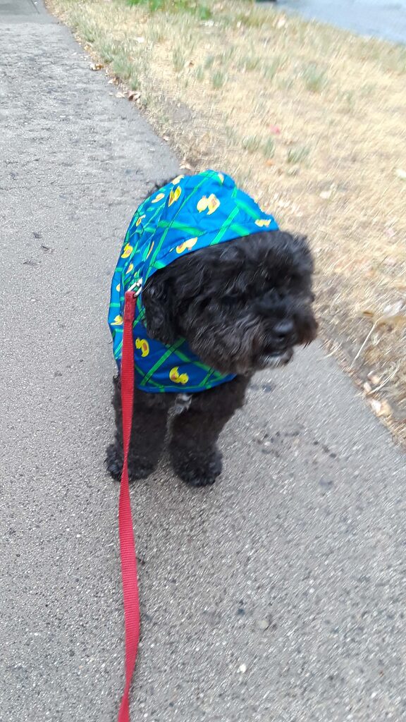 Henry knows a dog walk cuts vet costs and puts on his raincoat. 