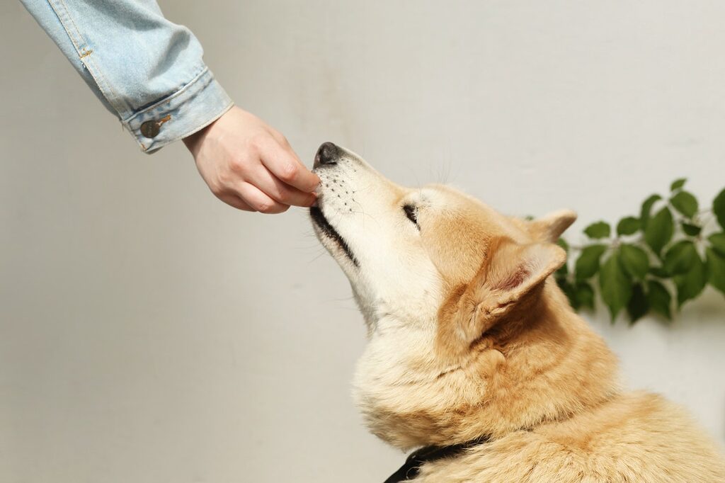 a happy dog receives his pet medication