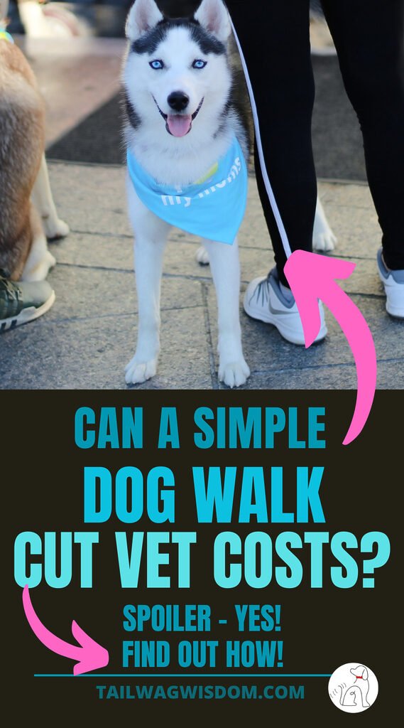 an adorable husky is knows a dog walk cuts vet costs