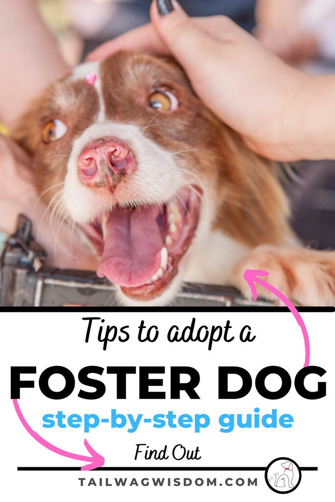 learn how to adopt a foster dog like this happy pup