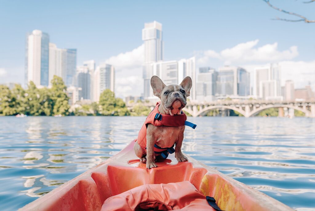 a happy pup is excited about dog travel budget tips which is why he's able to enjoy this fun vacation and water tour