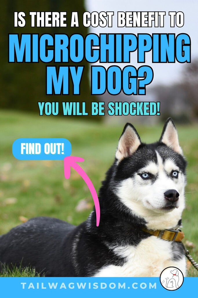 this cute husky parents learned how dog microchipping saves on their dog costs