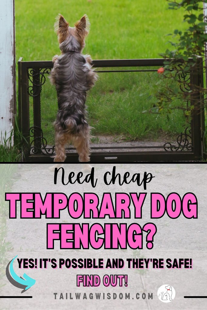 cute yorkie enjoys cheap temporary dog fencing