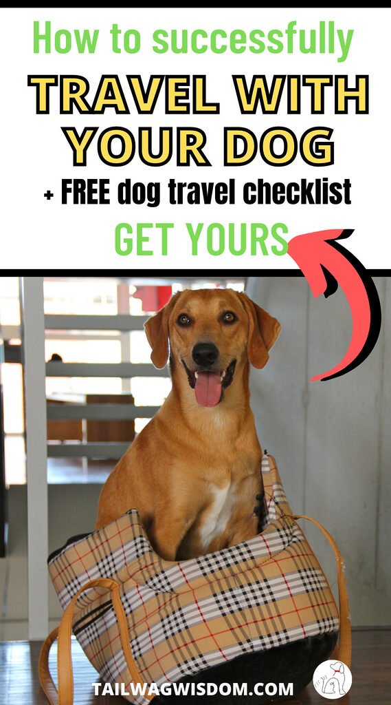 a happy dog is excited to go on holiday with a great dog travel checklist