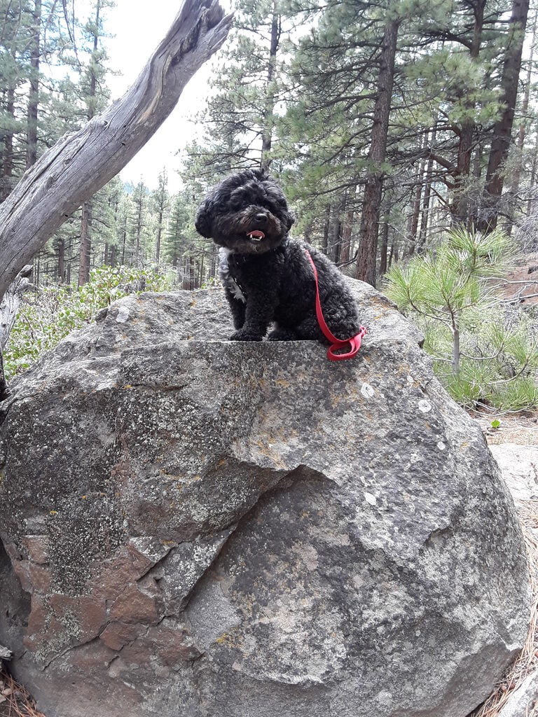Henry on one of his favorite dog hiking trails