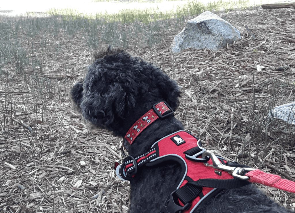 Henry shows of a benefit of dog harnesses