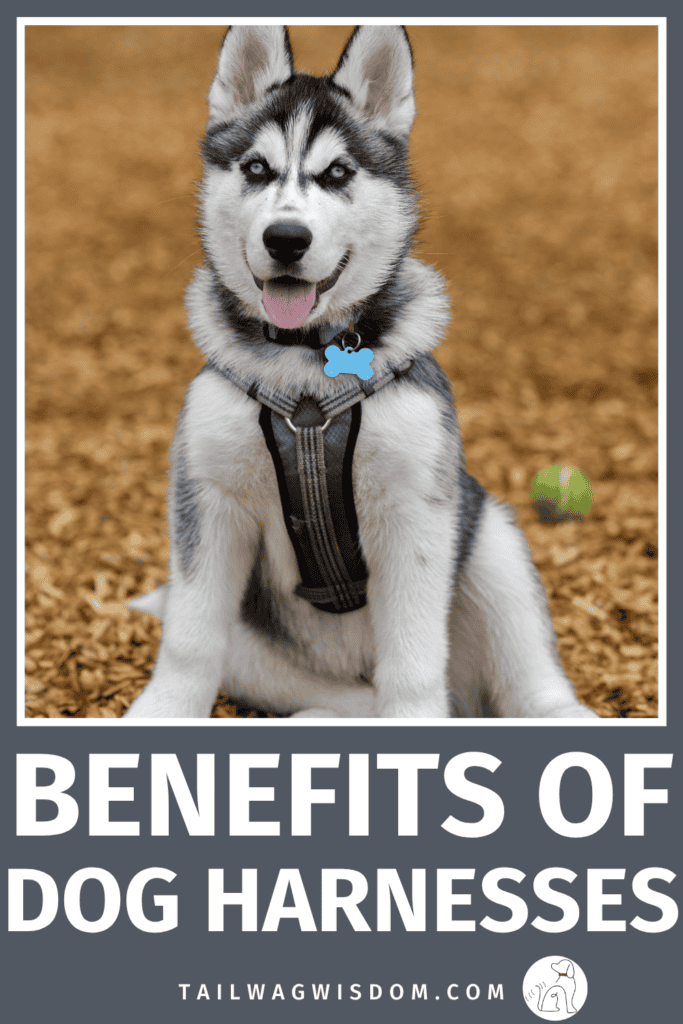 Could a harness make walks safer and more comfortable? Discover the benefits of dog harnesses, practical dog care tips, important dog safety tips, and smart dog necessities worth considering. Discover more great dog tips at tailwagwisdom.com