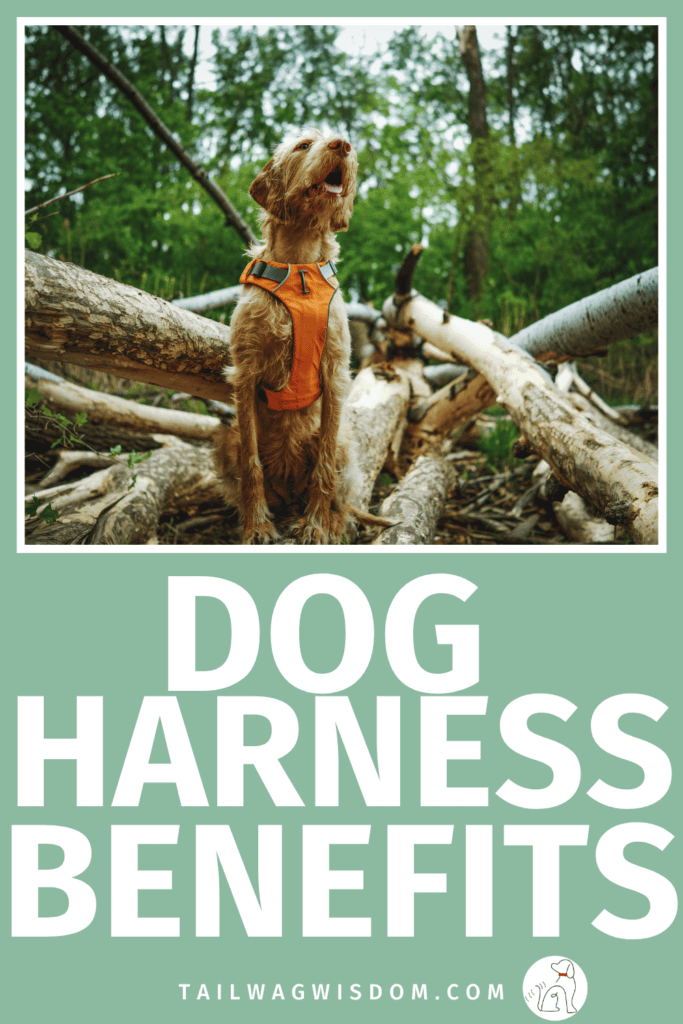 A dog harness may be a small purchase with big benefits. Learn about dog harness benefits, safer dog walking, helpful dog care tips, and practical dog hacks that can make walks easier. For more dog tips, visit tailwagwisdom.com