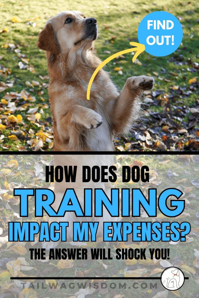 a cute dog practices basic commands as his dog mom learned that dog training reduces expenses