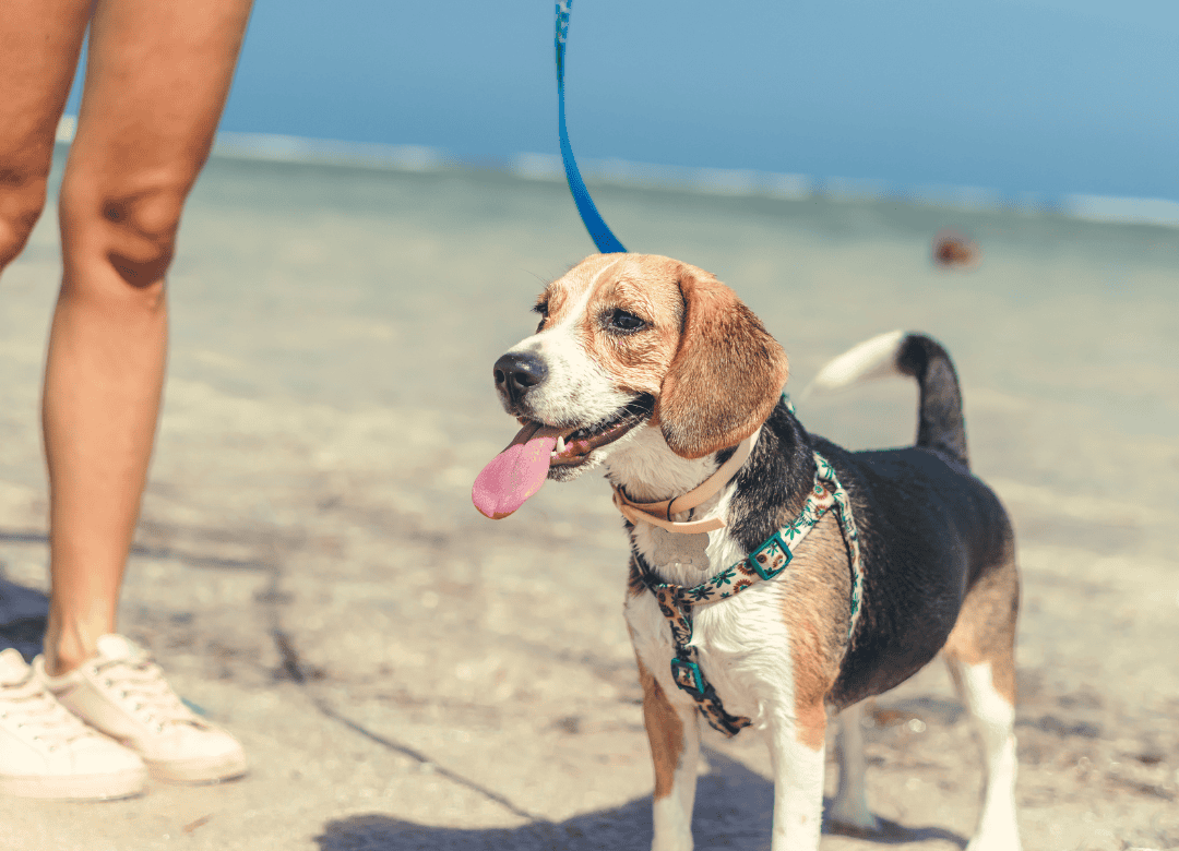 the benefit of dog harnesses is illustrated by this beagle