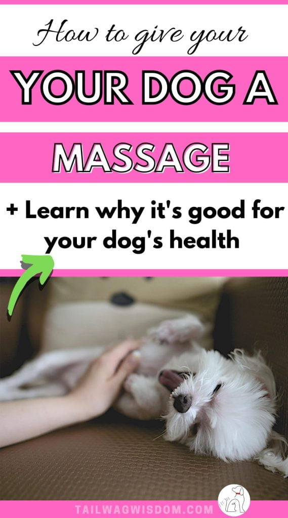 a cute puppy enjoys the benefits of dog massage therapy at home