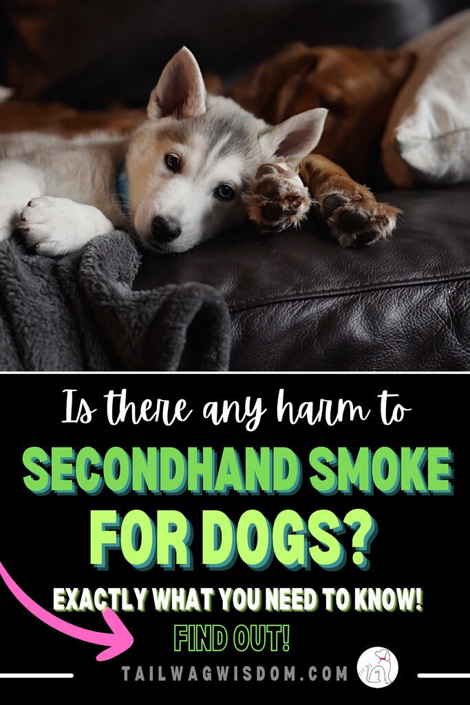 a puppy and dog friend crash on a couch after enduring secondhand smoke for dogs