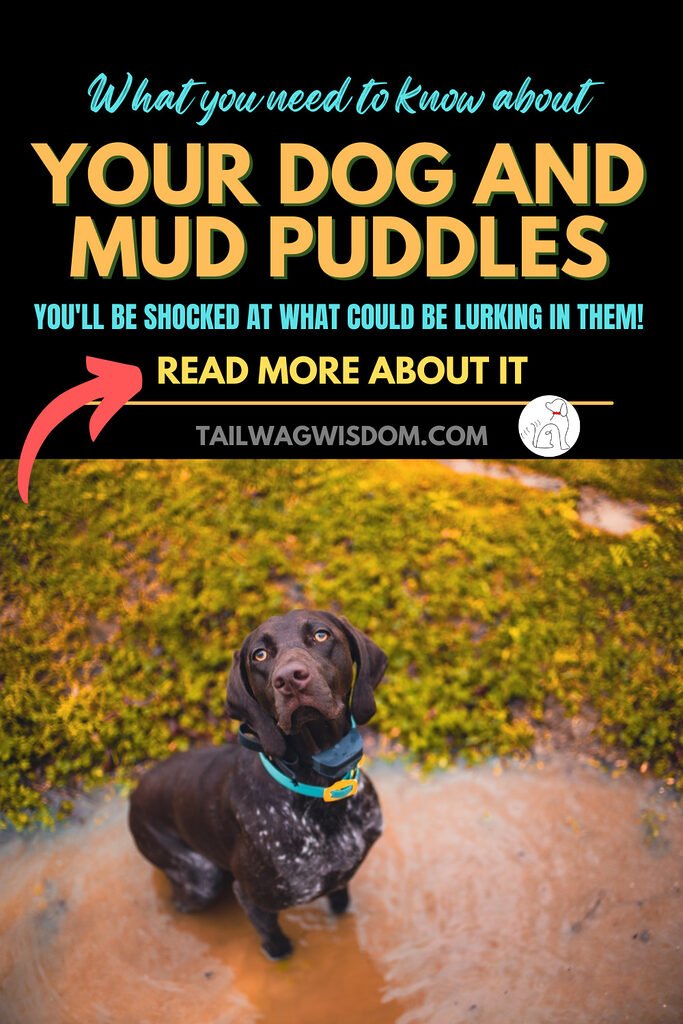 a muddy dog play in a mud puddle regardless of dirty water risks