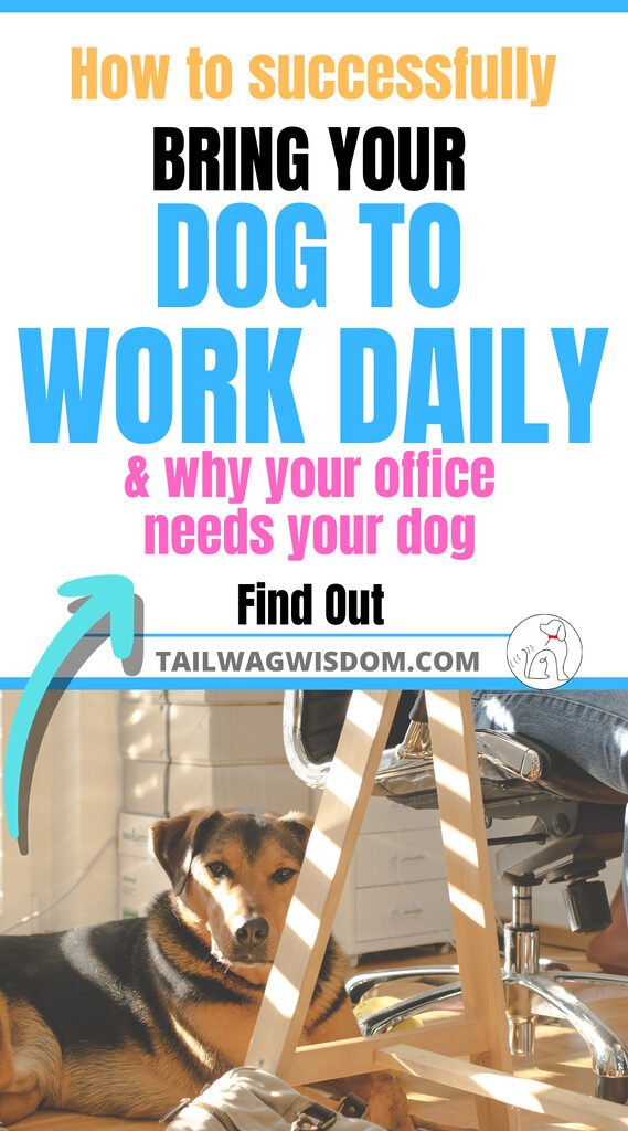 a content dog hangs out in an office after her mom learned how to bring her dog to work