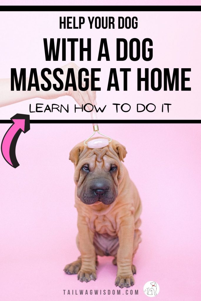 a dog enjoys dog massage therapy at home