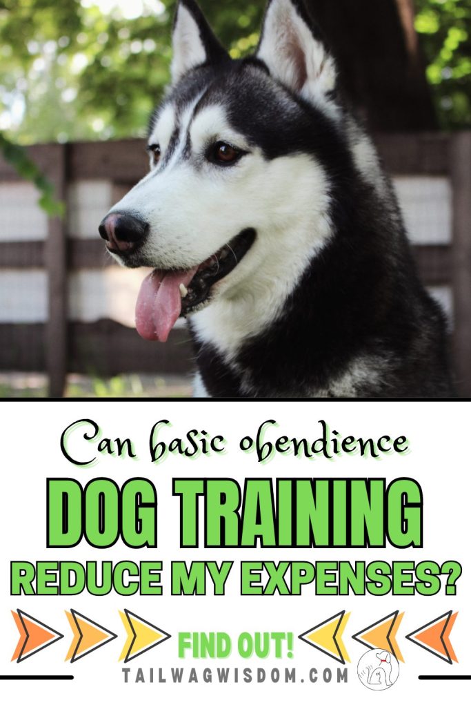 a husky practices commands as his dog parents learn dog training reduces expenses