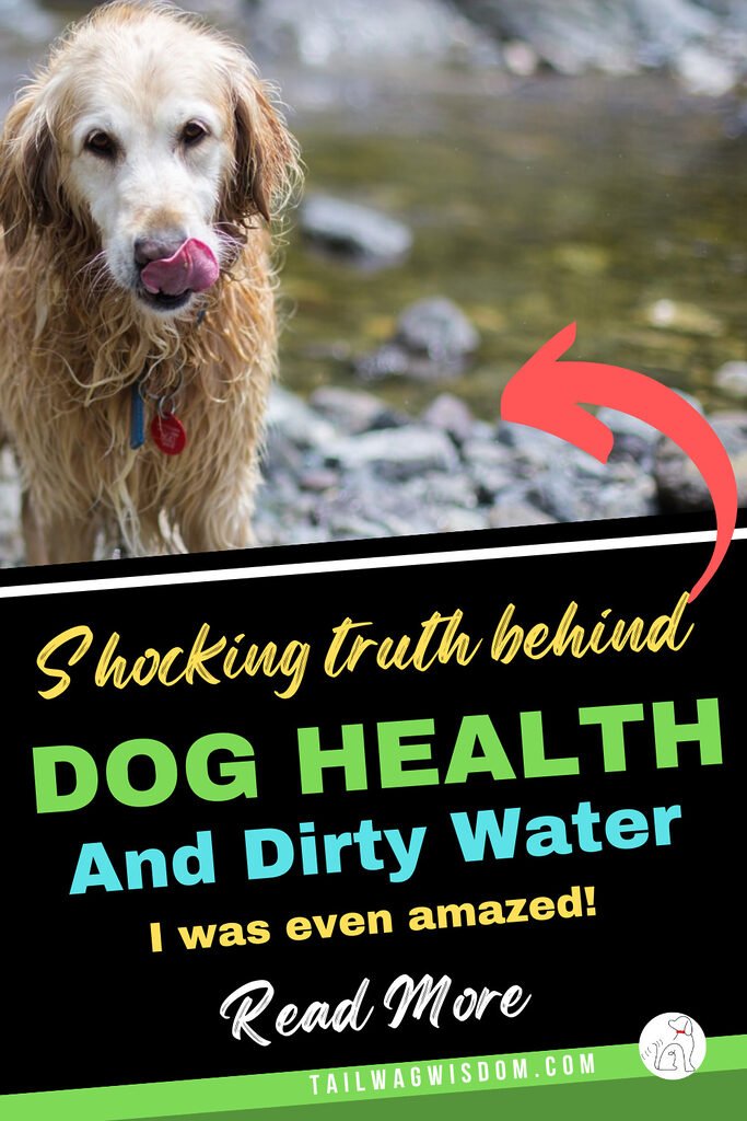 a dog doesn't avoid dirty water risks