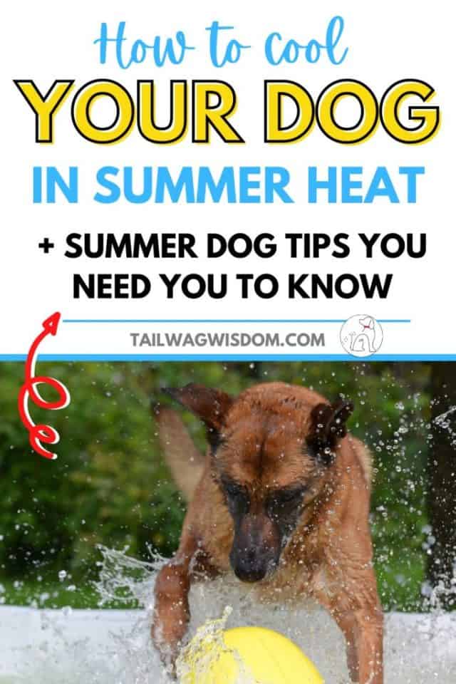 Ways to Cool Down Your Dog in Summer - Tail Wag Wisdom
