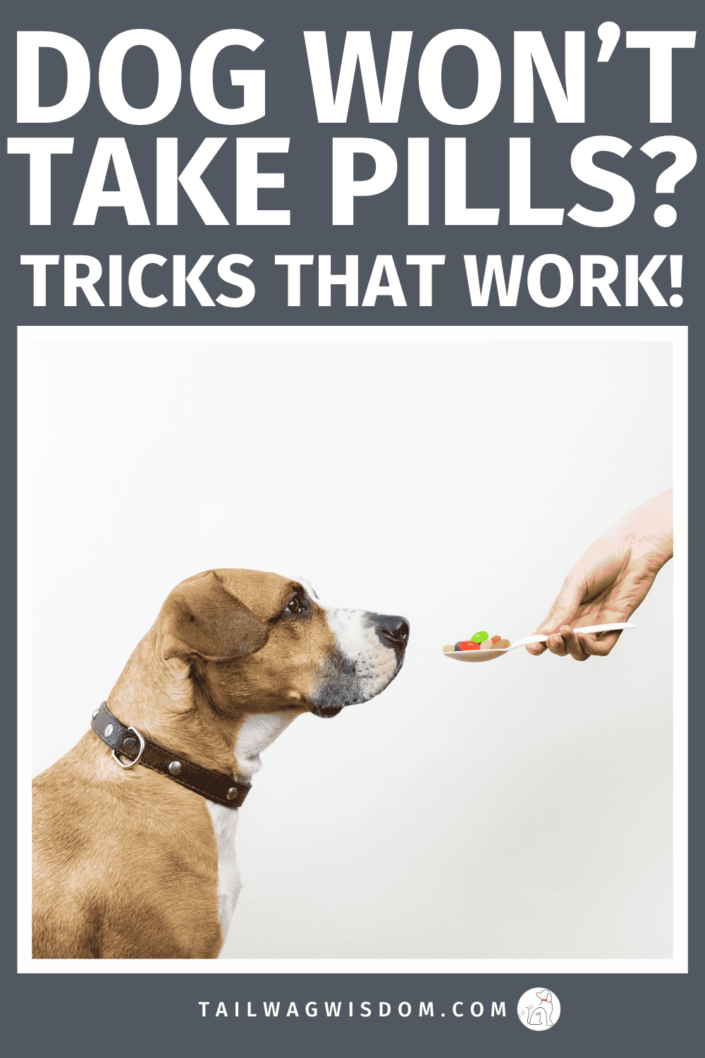 Dog won’t take pills? These easy dog care tips and tricks help you give your dog medication without stress or struggle. Learn dog moms hide pills, use pill pockets, and get stubborn dogs to cooperate. Taking pills when needed makes for great dog health. To find more dog tips visit tailwagwisdom.com