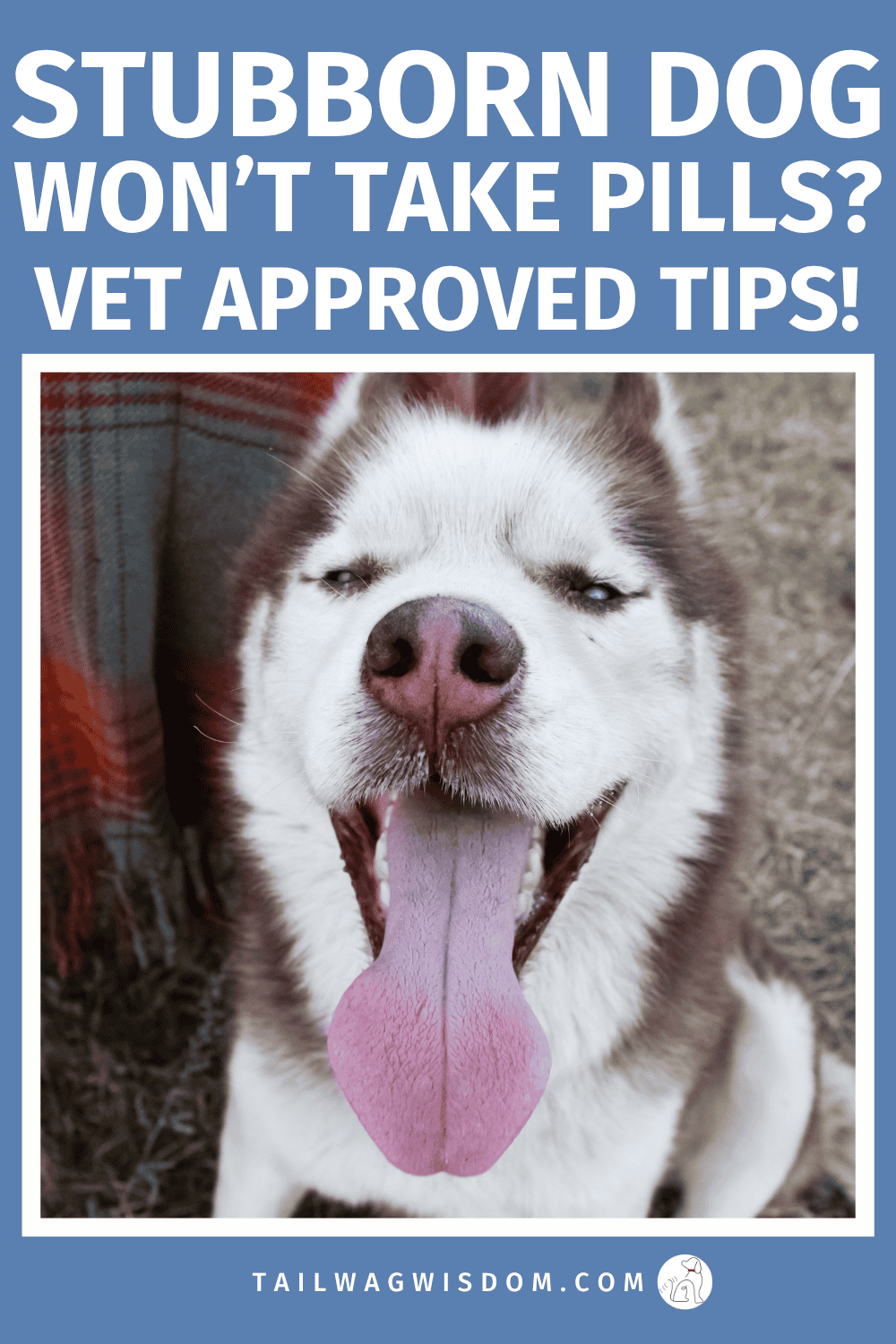 Tired of your dog refusing pills? Discover simple dog care tips with vet-approved ways to get your dog to take medication easily. Perfect for stubborn dogs and frustrated pet parents. These dog health tips are easy and remove the stress for dog lovers and dogs. Find more great dog tips at tailwagwisdom.com