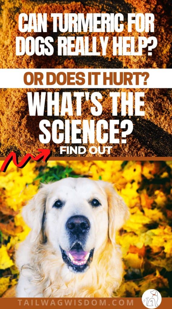 a cute dog is excite to learn if turmeric for dogs will help his limp