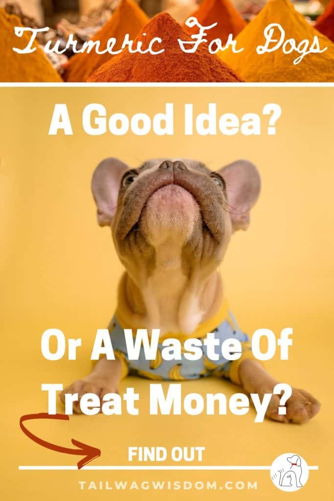 a cute puppy looks to find out if turmeric for dogs is good for him too