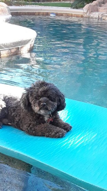 Henry floating on a pool. I've learned how to spoil your dog although I say love my dog. 