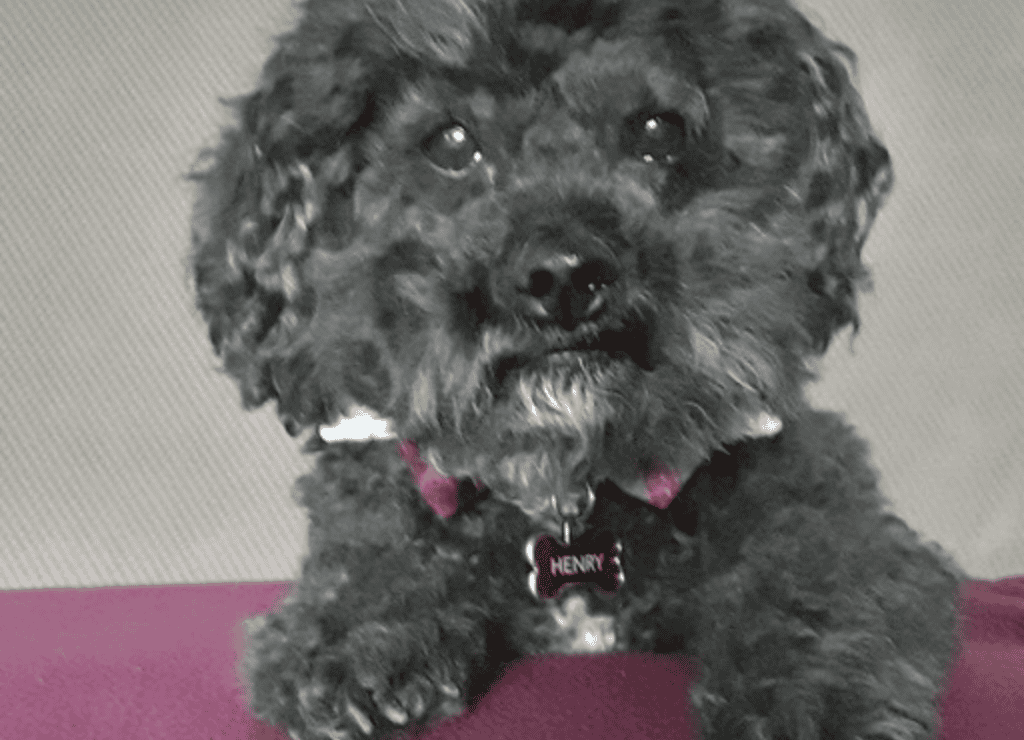 Henry shows off his healthy dog paws