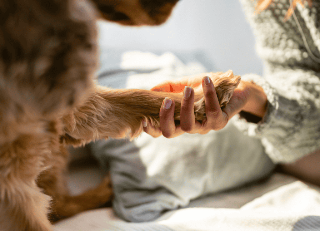 dog having nails trimmed with a grinder to protect paw health with the end goal being healthy dog paws