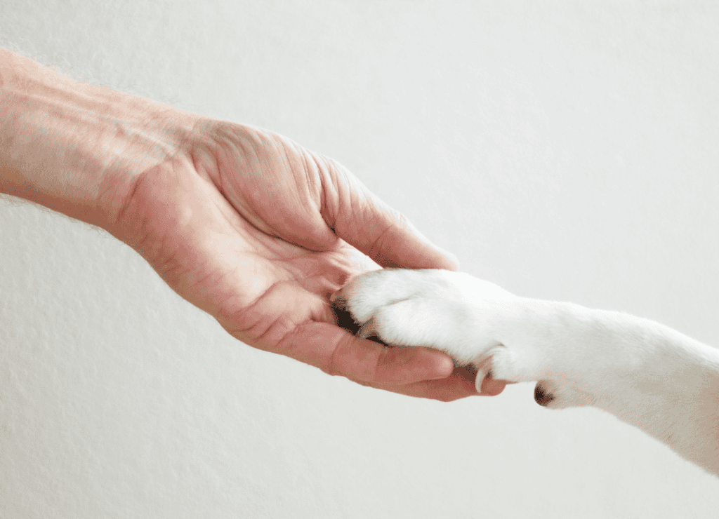 dog paw inspection showing pads and nails for signs of injury or irritation for the goal of healthy dog paws