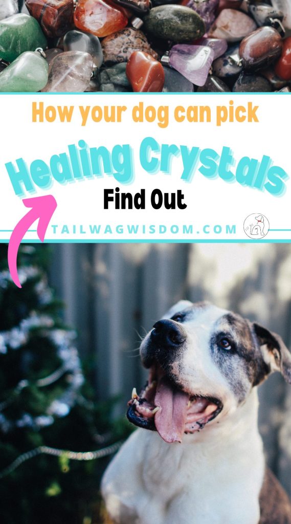 A cute boxer mix dog looks up at healing crystals