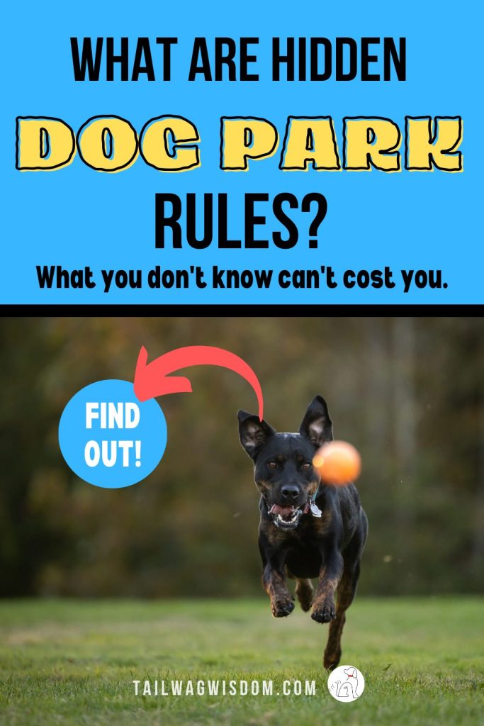 a dog plays with a ball at the dog park after his dog mom learned about dog park etiquette